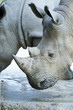 Rhinoceros