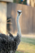 Ostrich