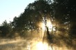 Deciduous forest surrounded by mist floating over the water