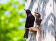 starling and his nestling
