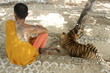 Monk and the Tiger Monk and the Tiger
