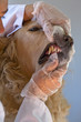 Dog with your veterinarian