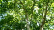 English oak tree