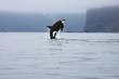 killer whale making high jump in the wild, Kamchatka, Russia