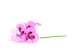 violet flowers