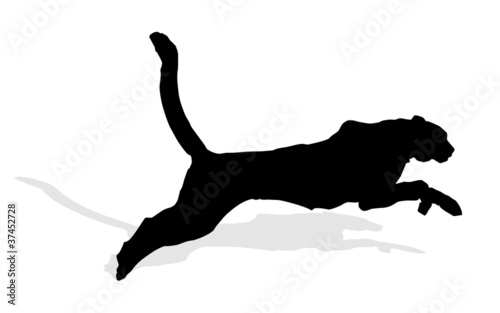 Vector: wild animal - puma, vector wild animal - puma, vector