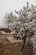 Frosty tree with picnic tables