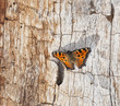 Blackleg Tortoiseshell (Nymphalis polychloros) sitting on tree