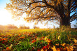 Photo: Oak Oak