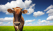 Cow