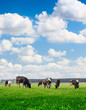 Photo: Cows Cows