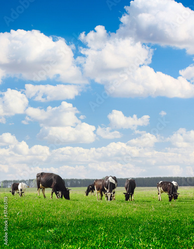 Photo: Cows Cows