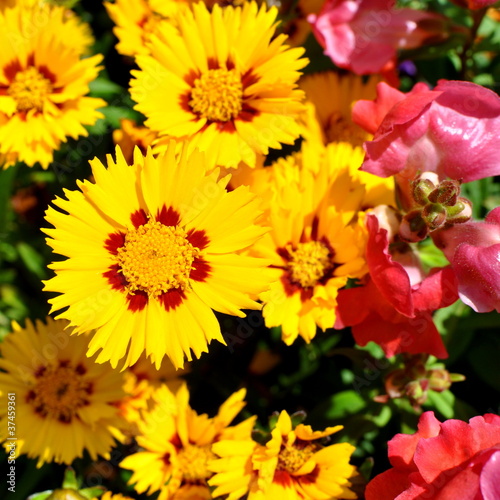Foto: Coreopsis Coreopsis