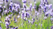 color lavender field color lavender field