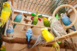 Budgies