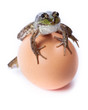 Marsh Frog, Rana ridibunda
