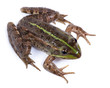 Marsh Frog, Rana ridibunda