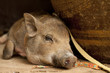 a baby wild boar a baby wild boar
