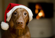 Beautiful female Vizsla dog dressed in a santa hat. Beautiful female Vizsla dog dressed in a santa hat.