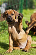 Foto: Winkender Rhodesian Ridgeback Welpe Winkender Rhodesian Ridgeback Welpe