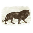 Le lion