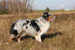 Australian Shepherd
