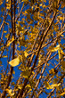 Yello leafs in Rome Yello leafs in Rome