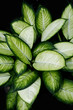 Photo: Light and Dark Leaves Background Light and Dark Leaves Background