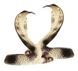 Rubber Cobras