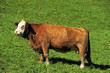 Young Hereford cow