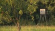 Apfelbaum auf Streuobstwiese vor Hochstand