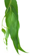 eucalyptus