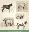 Dogs