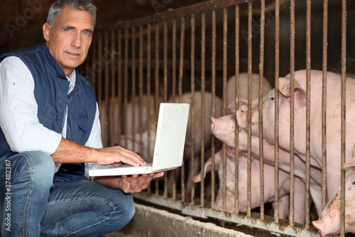 Photo: man breeding pigs man breeding pigs