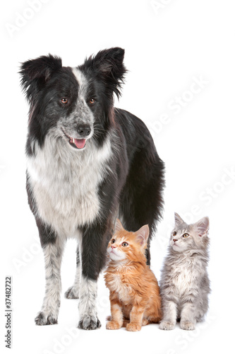 Foto: Border collie and two kittens Border collie and two kittens