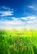 flowering meadow
