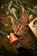 dans le sapin de noël