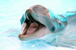 Portrait of dolphin
