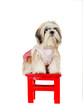 Shihtzu sits on red wooden chair in white background Shihtzu sits on red wooden chair in white background