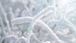 Branch under snow in the sunlight.