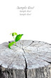 new plant appear from old wood stump new plant appear from old wood stump