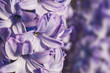 Jacinthes bleues, macro Jacinthes bleues, macro