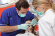 Photo: Dental, dentist and nurse filling of patient tooth Dental, dentist and nurse filling of patient tooth