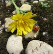coccinelle