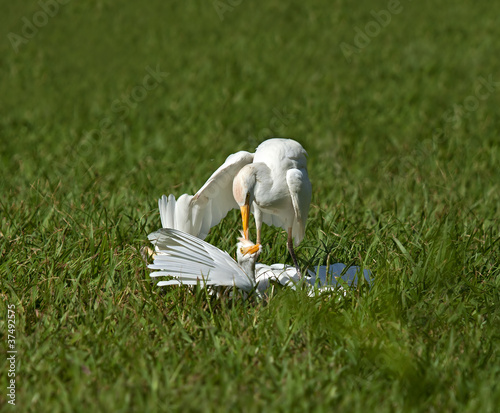 Photo: Cattle Egret Attack Cattle Egret Attack