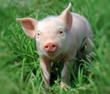 Young pig on a green grass