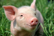 Young pig on a green grass