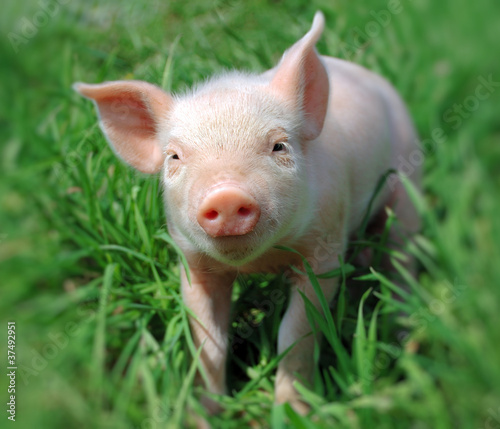 Foto: Young pig on a green grass Young pig on a green grass