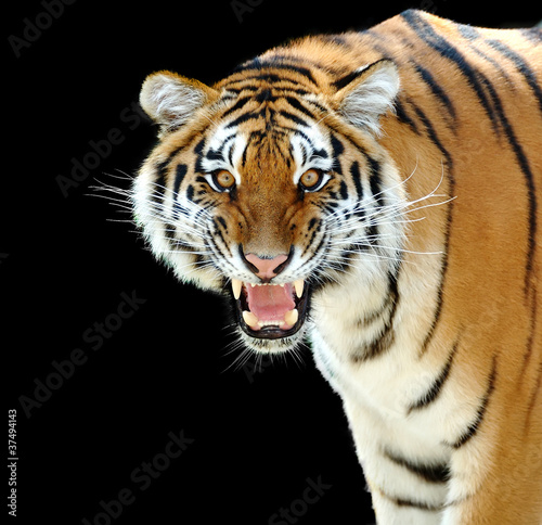 Photo: Tiger Tiger
