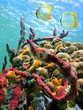 Sea sponges and water surface Sea sponges and water surface